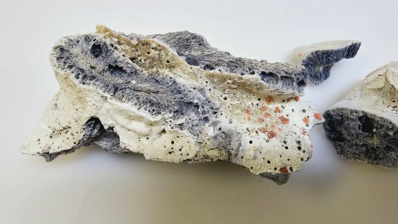 Unikt Fossil – En Fascinerande Bit av Naturens Historia