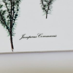 Eleganta underlägg med botaniska illustrationer – set om 6 st.