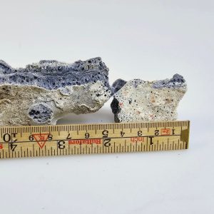 Unikt Fossil – En Fascinerande Bit av Naturens Historia