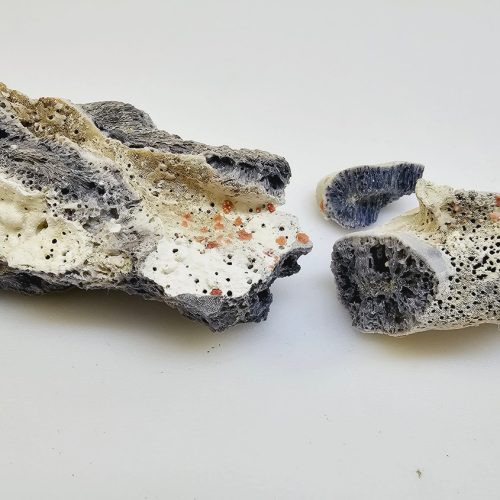 Unikt Fossil – En Fascinerande Bit av Naturens Historia