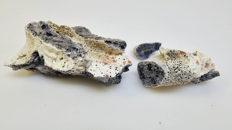 Unikt Fossil – En Fascinerande Bit av Naturens Historia