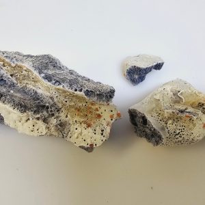Unikt Fossil – En Fascinerande Bit av Naturens Historia