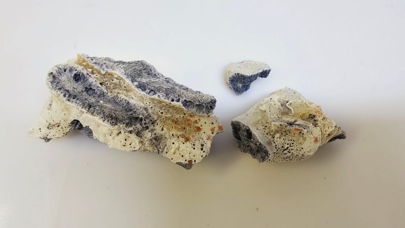 Unikt Fossil – En Fascinerande Bit av Naturens Historia