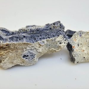 Unikt Fossil – En Fascinerande Bit av Naturens Historia