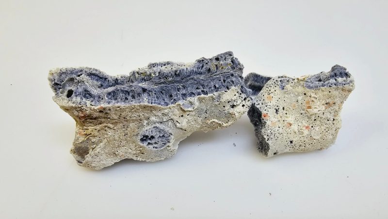 Unikt Fossil – En Fascinerande Bit av Naturens Historia