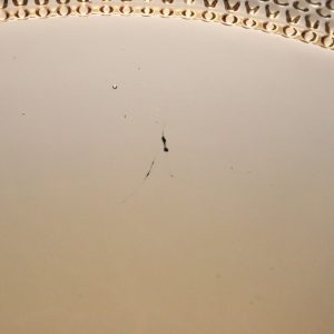 Gyllene färgad glasskål med en dekorativ kant